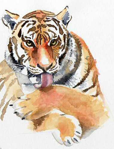 Tigre
